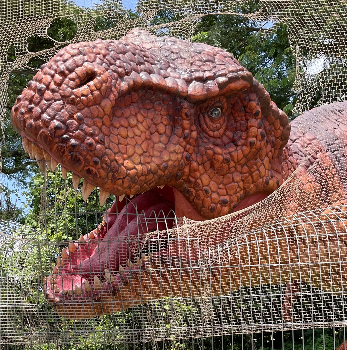 听见鸟儿的声音