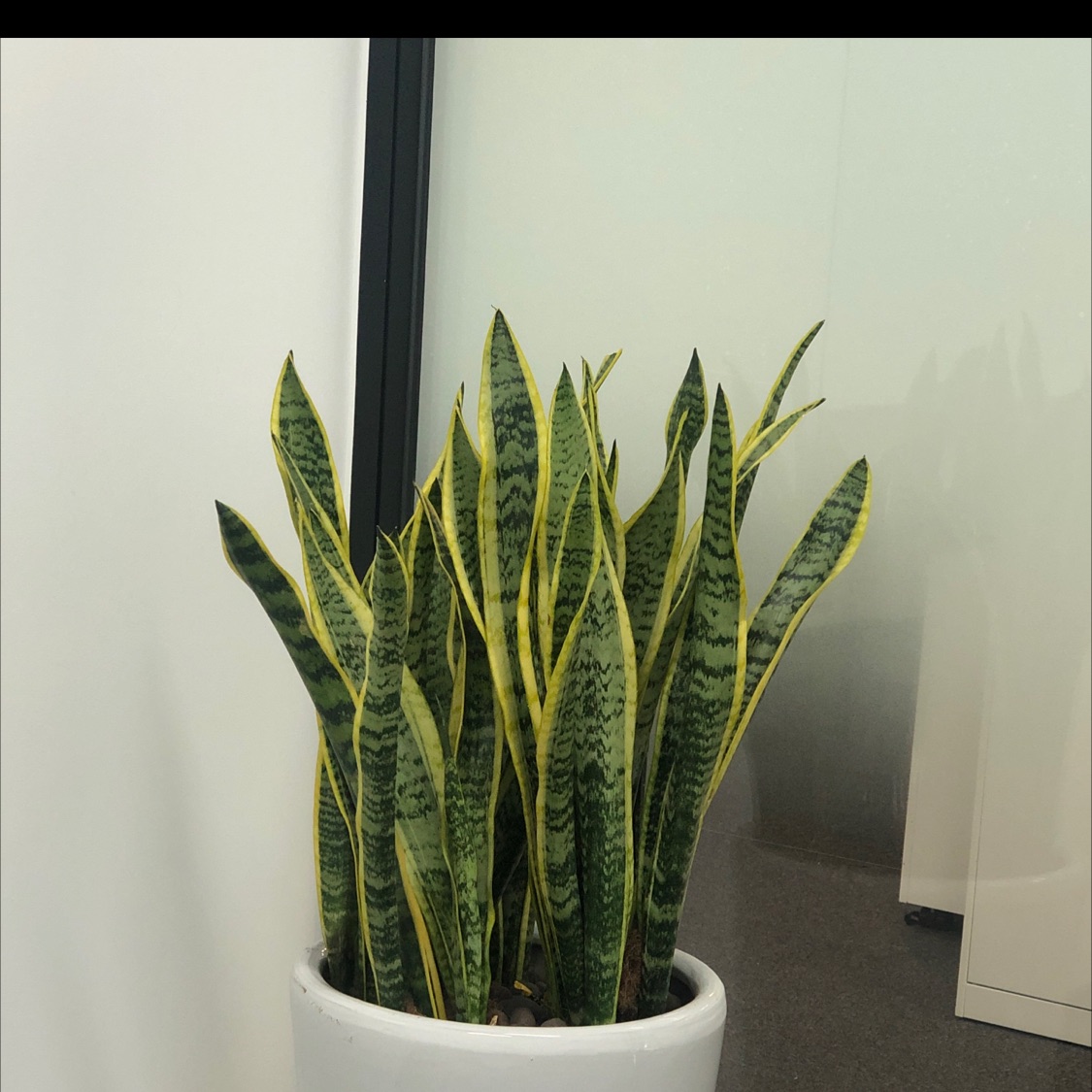 新加坡小新大漠孤烟直长河落日圆萧关逢候骑都护在燕然举头望明月低头思故乡渭城朝雨